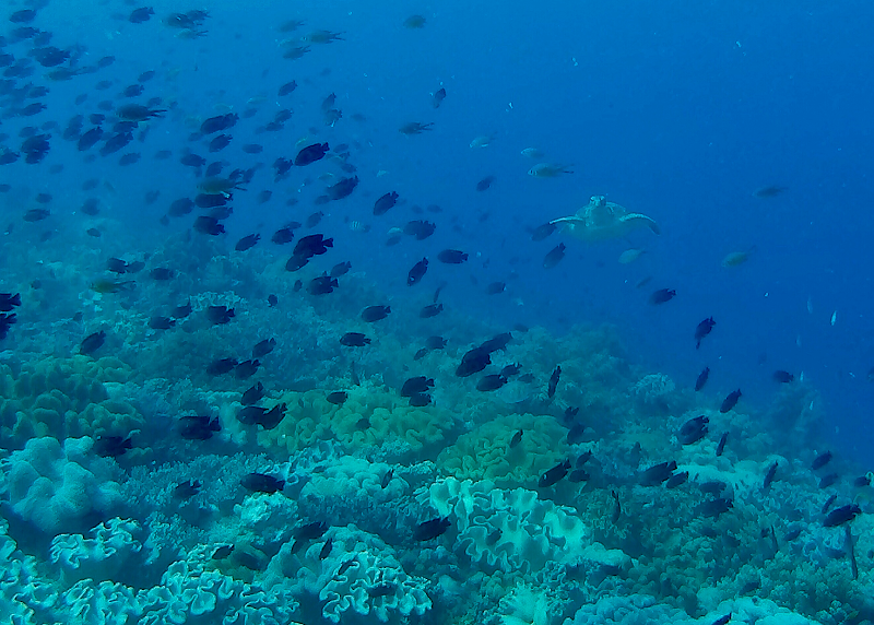 Dumagat Freedive - Dumagat Freedive, La Independencia St, Dauin, 6217 Negros Oriental, Philippines