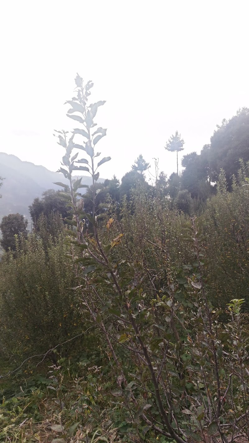 Karam Orchard, Sumbli - Karam Orchard, Sumbli, near Pangan Gompa Road, Baragran, Manali, Himachal Pradesh 175129, India