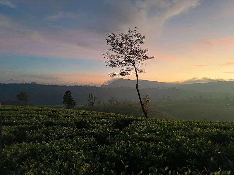 Pedro Tea Plantation - Pedro Tea Plantation WQVP+9H, Nuwara Eliya, Sri Lanka