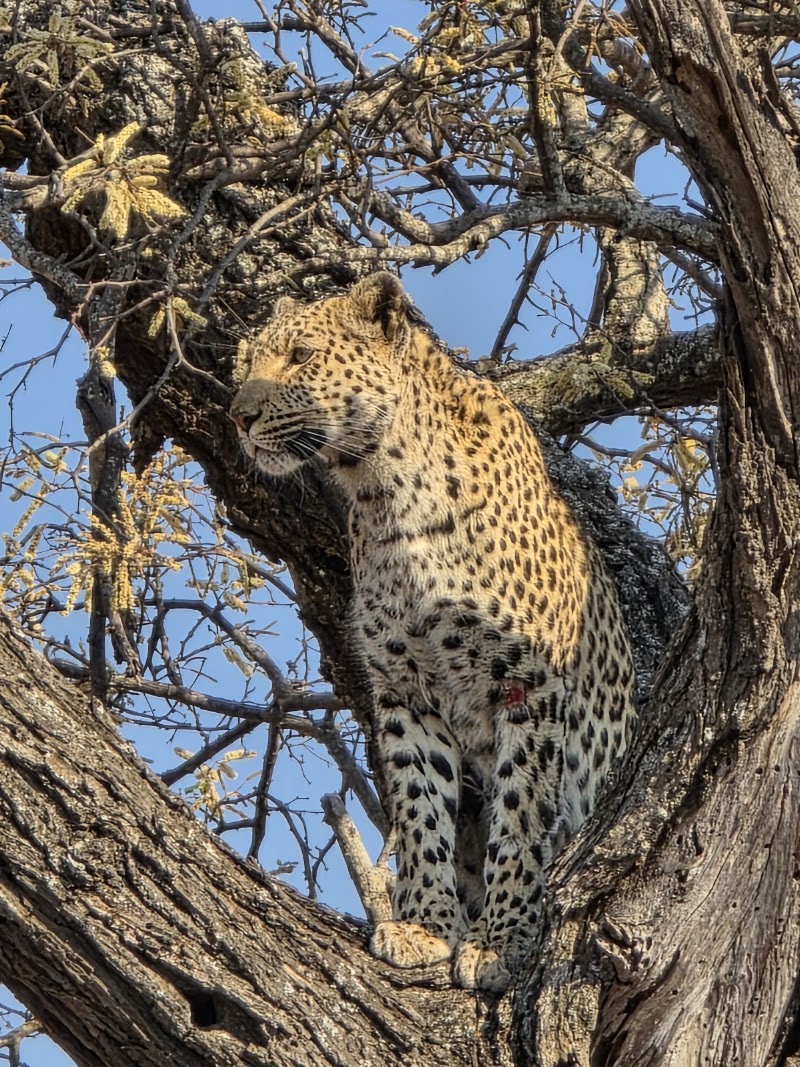 Klaserie Private Nature Reserve - Klaserie Private Nature Reserve, Hoedspruit, 1380, South Africa
