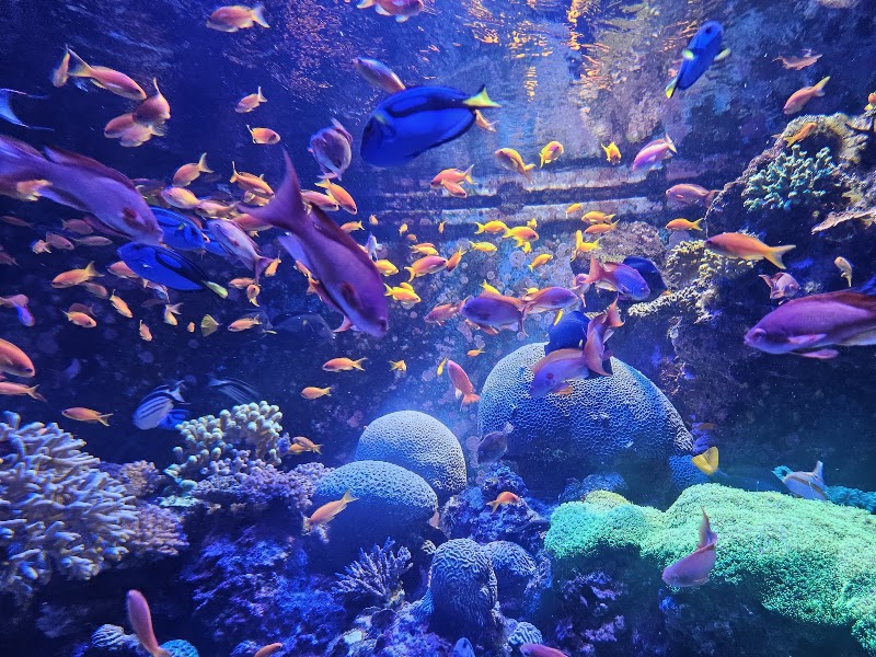 Singapore Oceanarium - Singapore Oceanarium 24 Sentosa Gateway, Sentosa Island, Singapore 098137