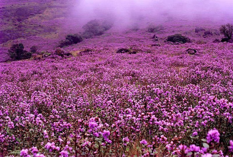 Neelakurinji bloom - Neelakurinji bloom, Aluva - Munnar Road, Kannan Devan Hills, Kerala 685615, India