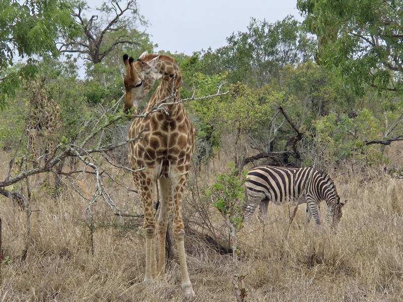 Sabi Sand Nature Reserve - Sabi Sand Nature Reserve, South Africa