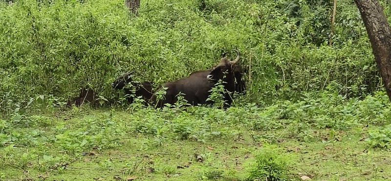 Nagarhole Safari Booking - Nagarhole Safari Booking, post office Safari point, Nagarhole Rd, Karnataka 571106, India