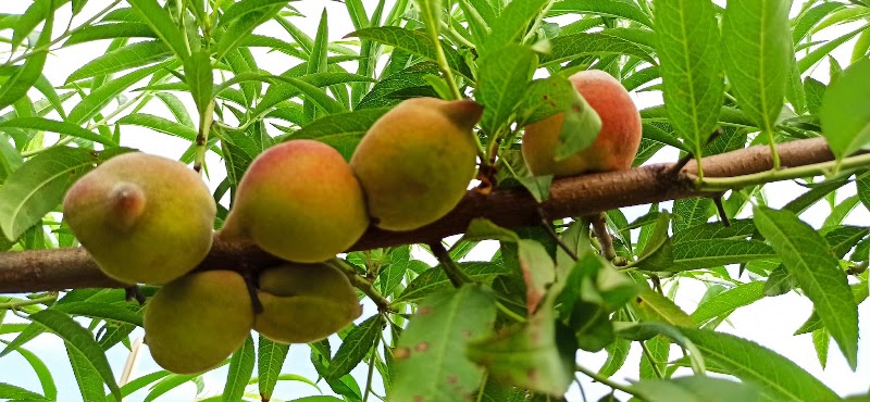 Vườn Đào Phương Bắc - Vườn Đào Phương Bắc, 374 Đ. Âu Cơ, Hồng Hà, Hà Nội 100000, Vietnam