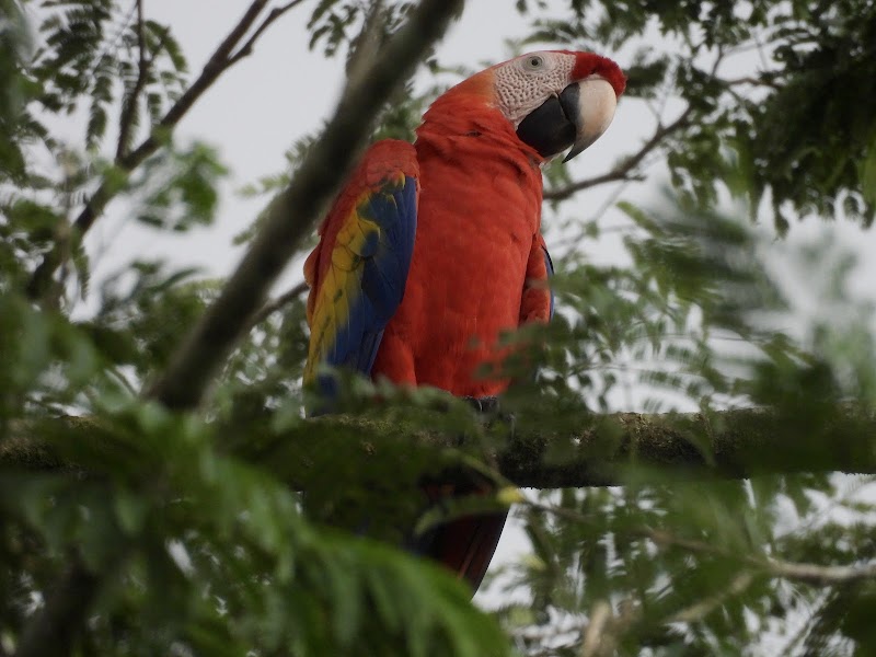 Manuel Antonio Wildlife Experience - Manuel Antonio Wildlife Experience, Puntarenas Province, Quepos, 60601, Costa Rica