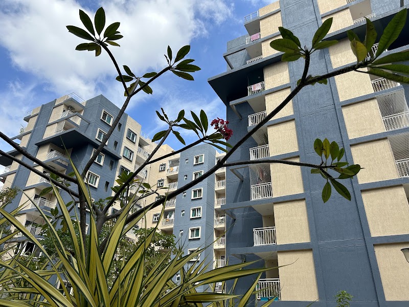 Brigade Meadows Plumeria