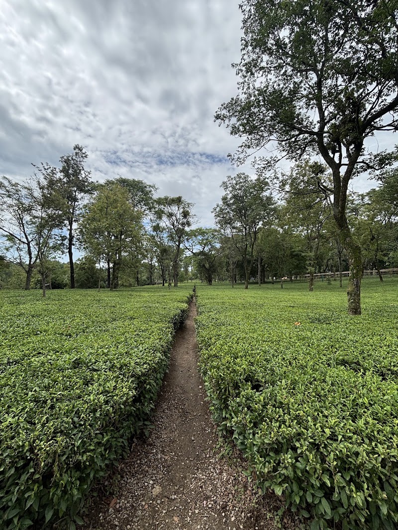 Wah Tea Estate - Wah Tea Estate, Panchrukhi Rd, Patti, Deogran, Dohal, Himachal Pradesh 176067, India