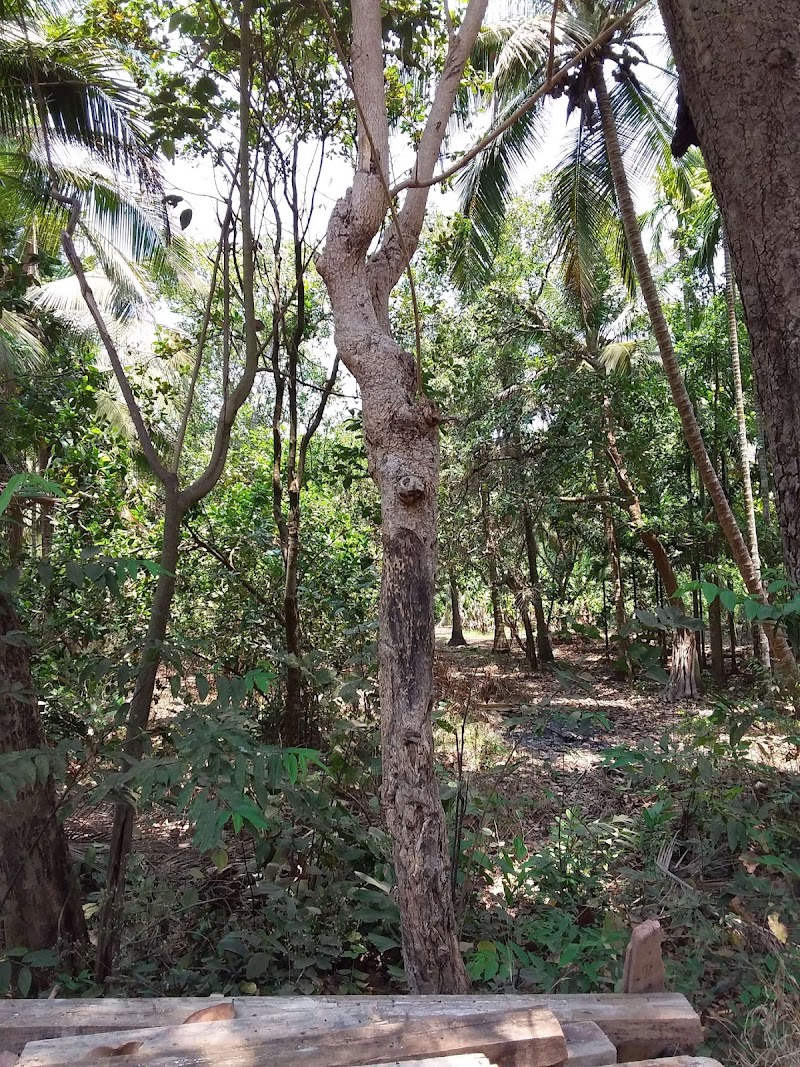 Moide - Moide, Goa, India