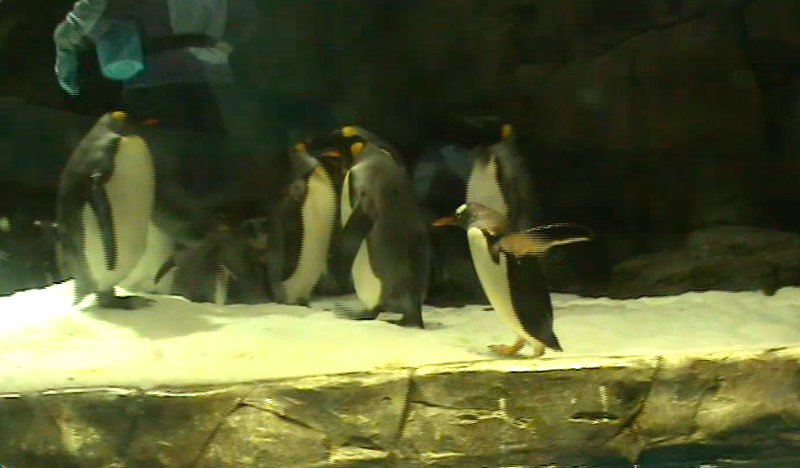 Ocean World Aquarium - Ocean World Aquarium 207號 Tung Choi St, Prince Edward, Hong Kong