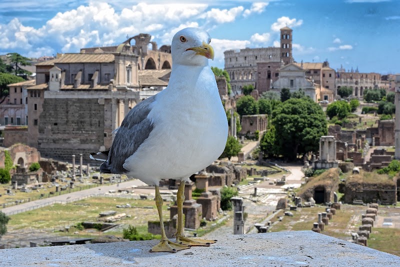 Piazza del Campidoglio - Piazza del Campidoglio, 00186 Roma RM, Italy