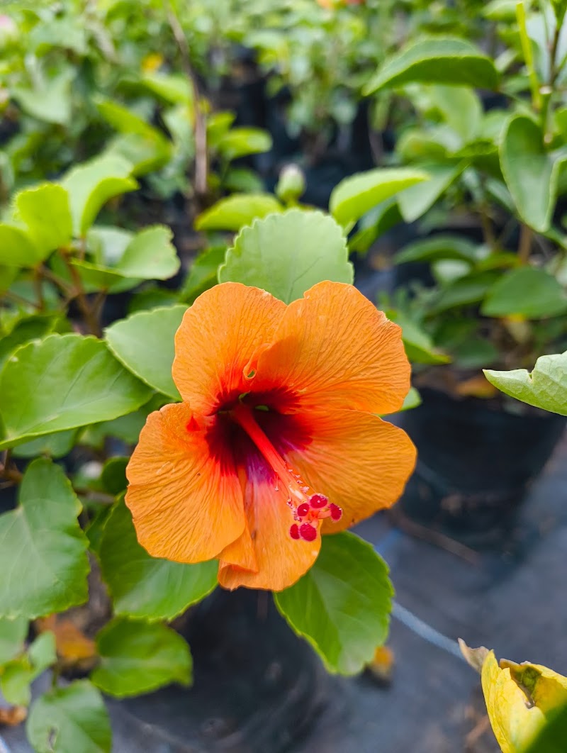 P.N.Nursery and Bio Agro. Product - P.N.Nursery and Bio Agro. Product, Ward no.2, near Ganpati Nagar, Railway Colony, Balod, Chhattisgarh 491226, India