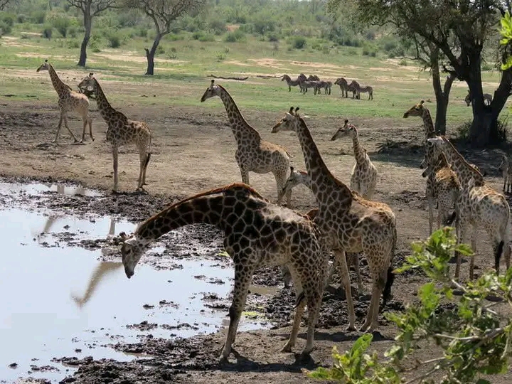 Kruger Wildlife Safaris - Kruger Wildlife Safaris, Pretoriuskop Rest Camp, Kruger National Park, 1350, South Africa