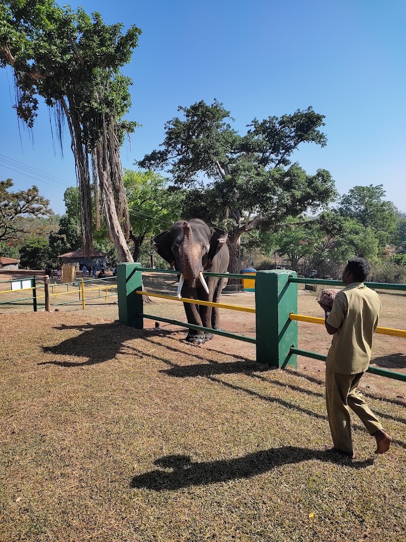 Theppakadu Elephant Camp - Theppakadu Elephant Camp HHHM+HJV, Theppakadu, Masinagudi, Tamil Nadu 643211, India