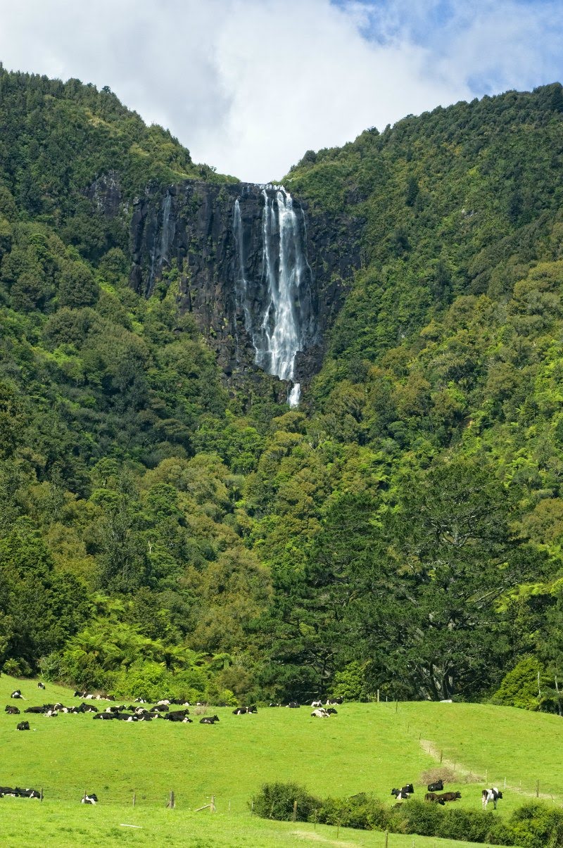 Matamata - Matamata Matamata, New Zealand