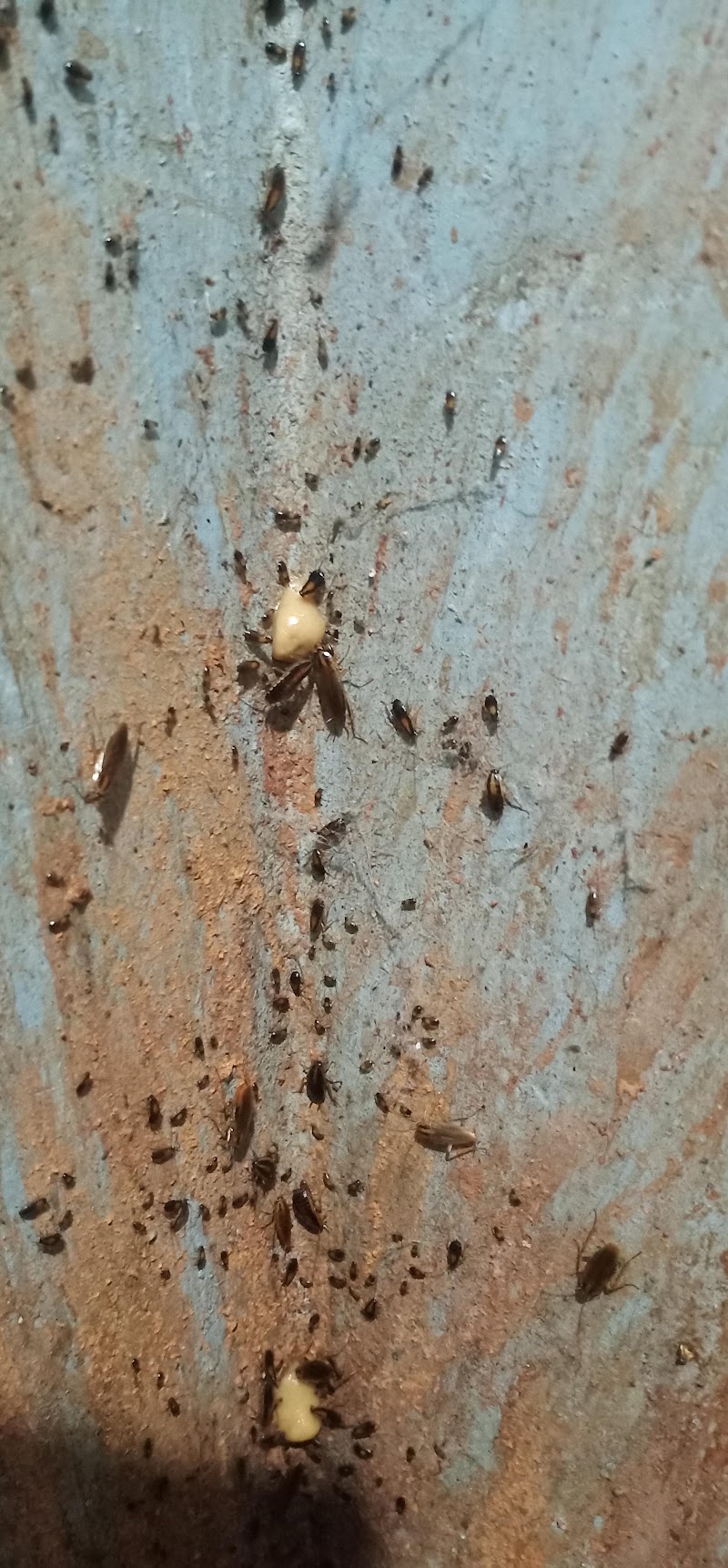 I Care Godrej Pest Control Services - I Care Godrej Pest Control Services, Govindraj nagar, Govindaraja Nagar Ward, Govindaraja Nagar, Vijayanagar, Bengaluru, Karnataka 560040, India