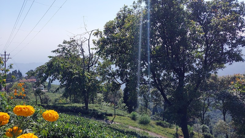 Pine forest - Pine forest W87X+V4, Mahal Diram Tea Garden, West Bengal 734008, India