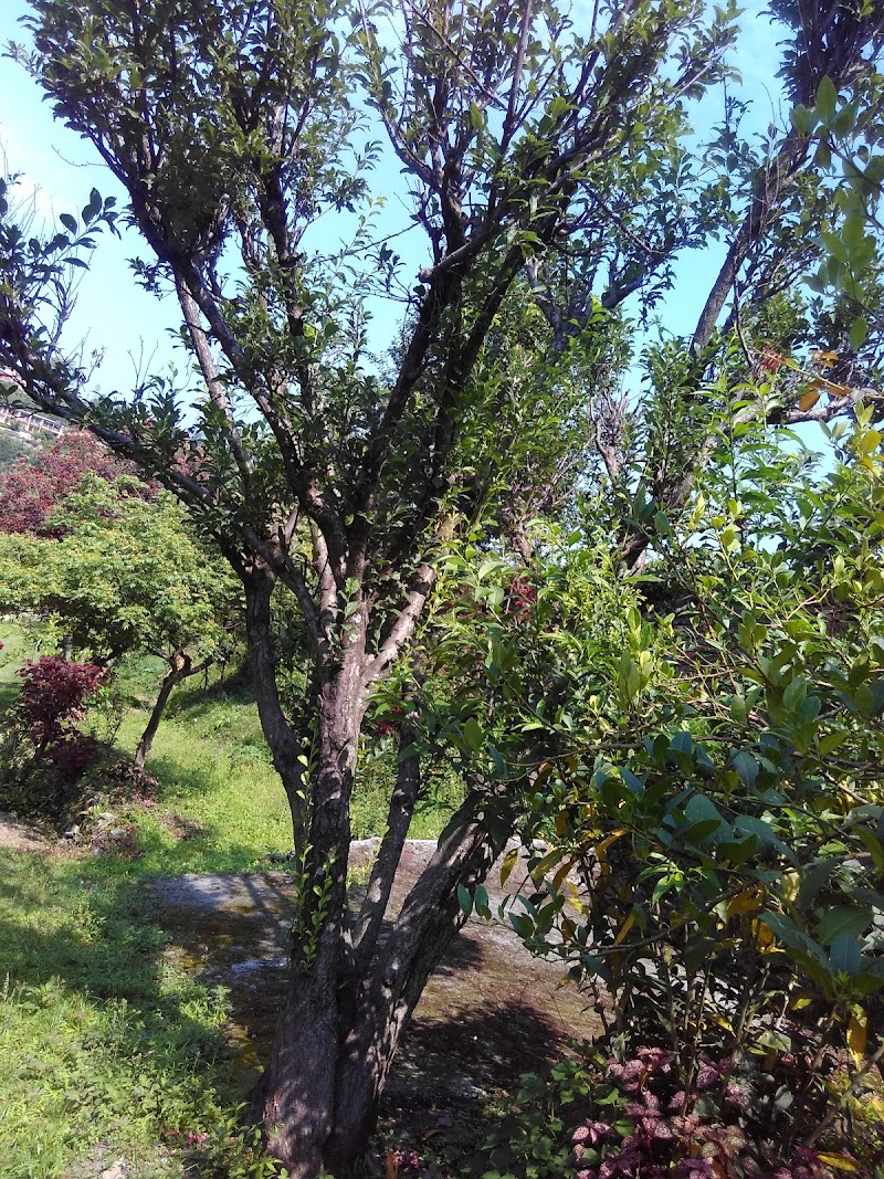 Pine Wood Resort - Pine Wood Resort, 9H82+225, Bhimtal, Uttarakhand 263136, India