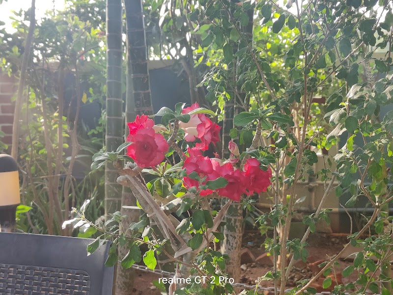 Mango Tree Home Stay - Mango Tree Home Stay, P.K HALLI ROAD, opp. government hospital, Kamalapura, Karnataka 583221, India