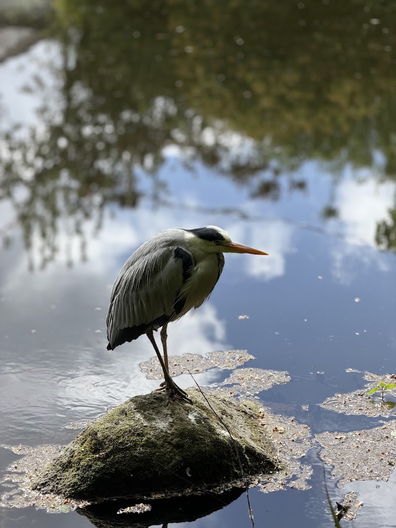 Dartry Park - Dartry Park 54 14 Orwell Gardens, Rathmines Great, Dublin, D14 PT93, Ireland