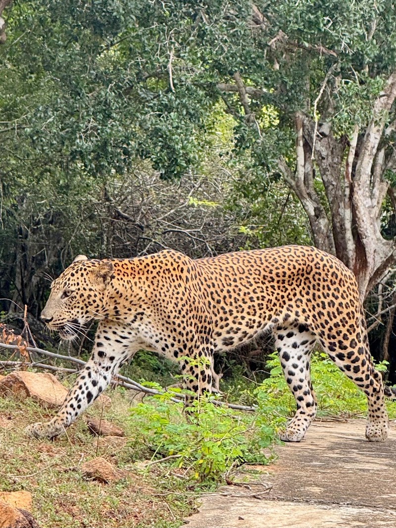Arugam Bay Travels & Safari