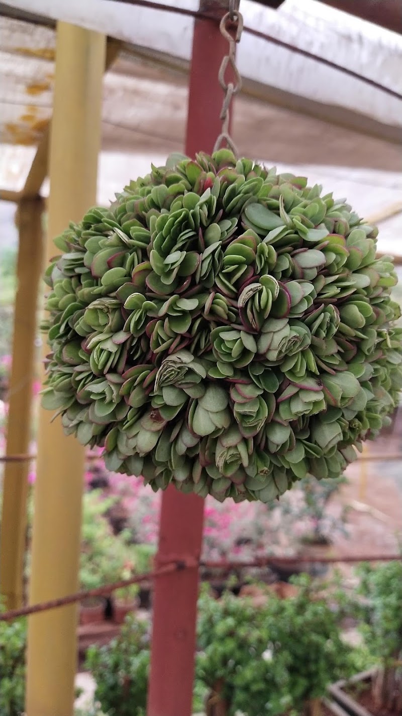 Jude Plant Nursery - Jude Plant Nursery, 10A lourdes heaven ,Doctor Ambedkar Road, Pali Mala Rd, Bandra West, Mumbai, Maharashtra 400050, India