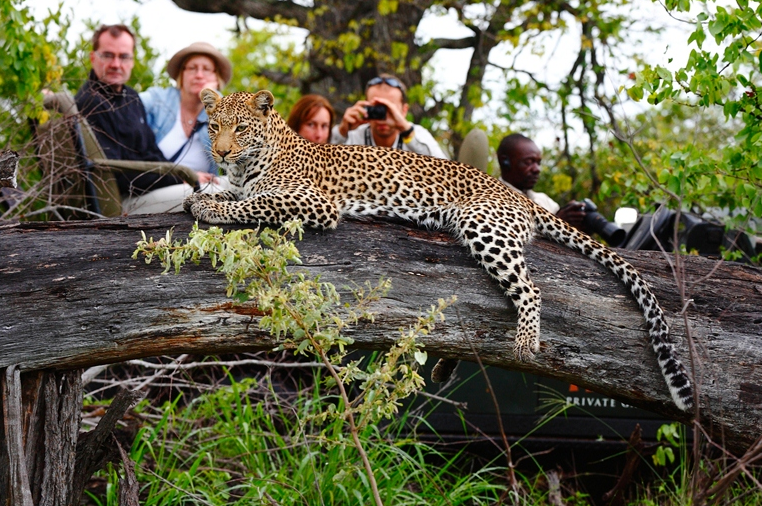 Timbavati Private Nature Reserve - Timbavati Private Nature Reserve, Hoedspruit, 1380, South Africa