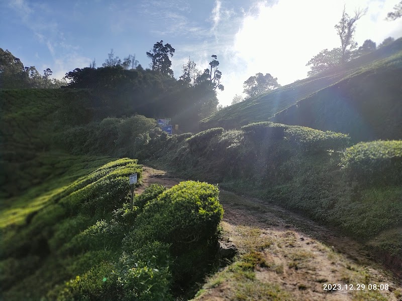 Tea garden view point - Tea garden view point, 46HP+9WJ, Munnar - Top Station Hwy, Bodi Hill North, Kannan Devan Hills, Tamil Nadu 625582, India