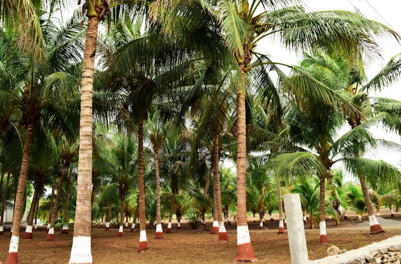 Aaranya Resort - Sasan Gir - Aaranya Resort - Sasan Gir, Bhojde Rd, Sasan Gir, Gujarat 362135, India