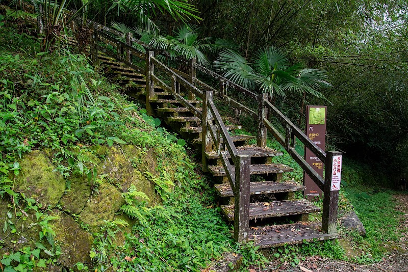 Tea Trail - Tea Trail 605, Taiwan, Chiayi County, Alishan Township, 樂野村