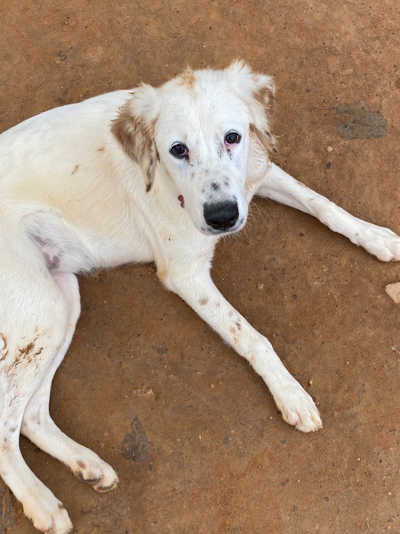 Wille's Pet Paradise - Wille's Pet Paradise 55, Sarjapur - Marathahalli Rd, Petrapebbles layout, Mullur, Bengaluru, Karnataka 560035, India