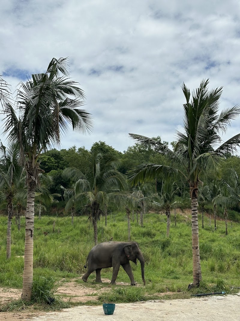Pattaya Ethical Elephant Tour (Living Green Elephant Sanctuary) - Pattaya Ethical Elephant Tour (Living Green Elephant Sanctuary) 524 Soi Buakhao, Muang Pattaya, Amphoe Bang Lamung, Chang Wat Chon Buri 20150, Thailand