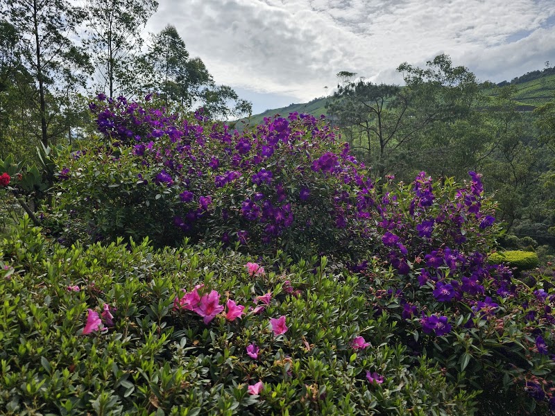Munnar Rose Garden - Munnar Rose Garden Munnar - Aluva Rd, Rose Nagar, Mattupetty, Munnar, Kerala 685612, India