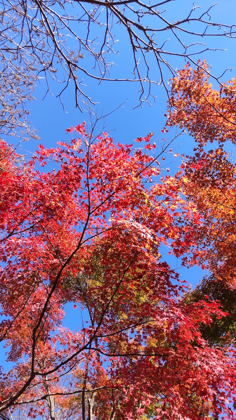 Miyagino - Miyagino, Hakone, Ashigarashimo District, Kanagawa 250-0401, Japan