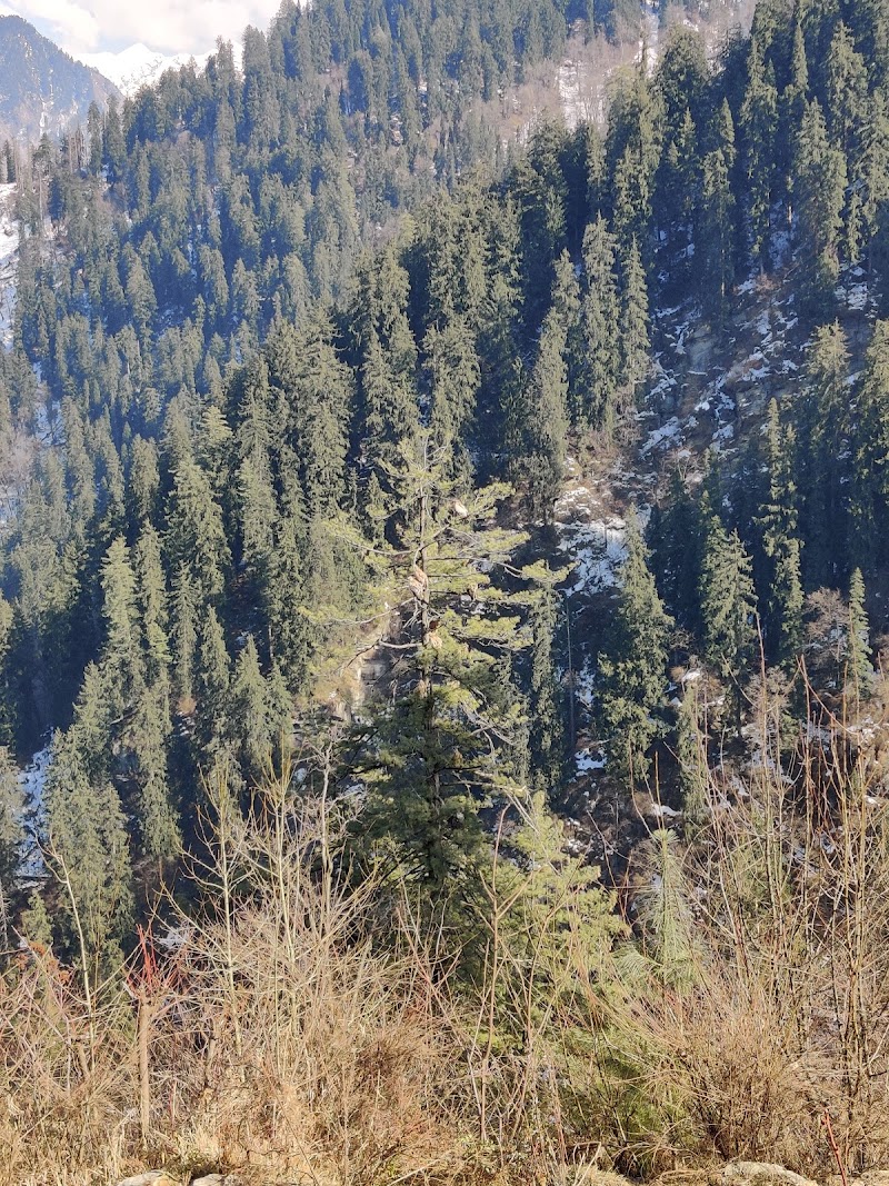Tirthan Wildlife Sanctuary - Tirthan Wildlife Sanctuary, JG9X+45R, Mashyar, Himachal Pradesh 175123, India