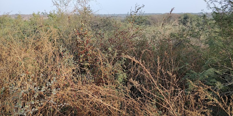 North Point Biodiversity Park Nathupur - North Point Biodiversity Park Nathupur Biodiversity Park, Nathupur, Sector 24, Gurugram, Haryana 122010, India