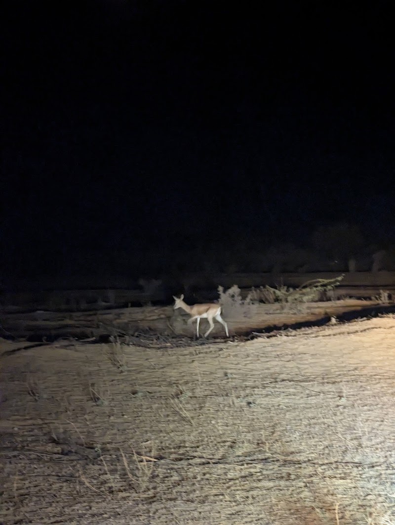 Khuri Sand Dunes - Khuri Sand Dunes, JP3G+C8, Dhoba, Rajasthan 345034, India