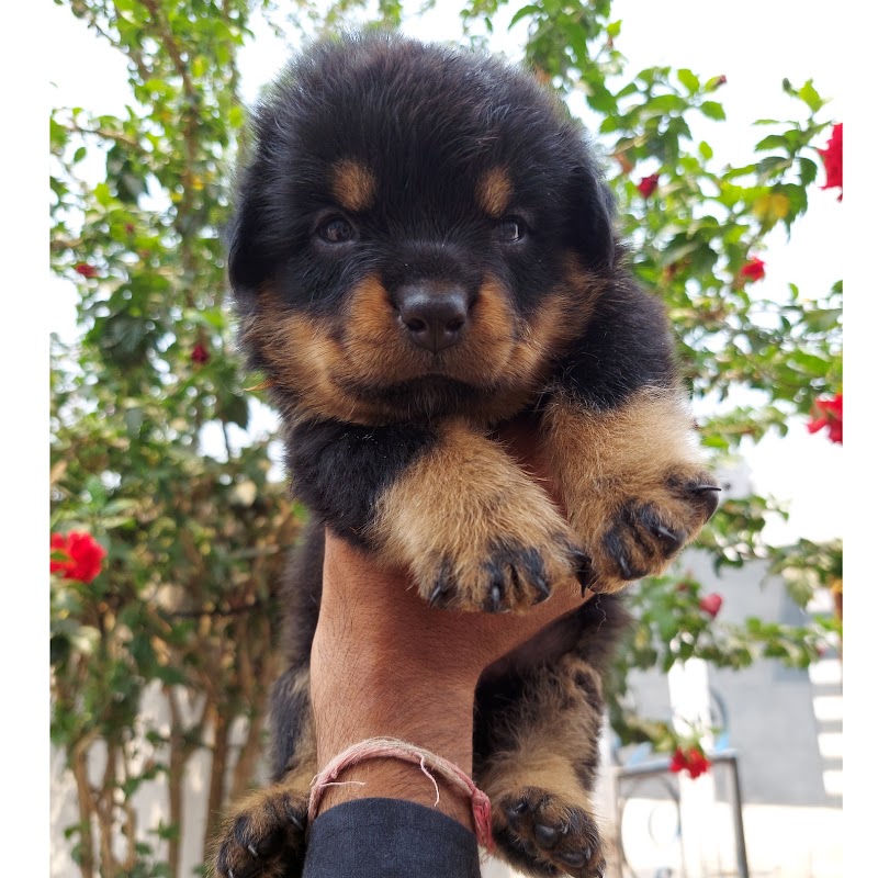 Doggyz HuB Dmt - Doggyz HuB Dmt, Aama talab road, Rudri Road, indoor stadium, ke pass, Ekta Nagar, Itwari Bazar, Dhamtari, Chhattisgarh 493773, India