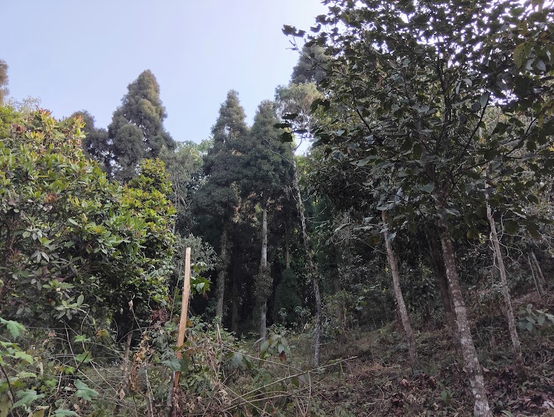 Pine forest - Pine forest W87X+V4, Mahal Diram Tea Garden, West Bengal 734008, India