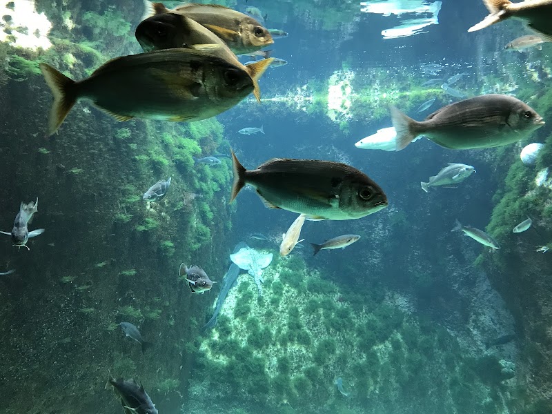 Aquarium Trégastel - Aquarium Trégastel, 37 Bd du Coz-Pors, 22730 Trégastel, France