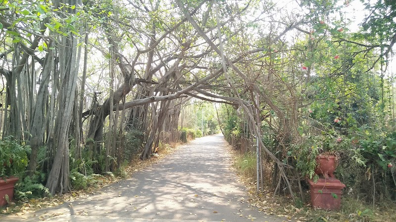 Adyar Banyan Tree - Adyar Banyan Tree, 2769+487, Schwarz Ave, Theosophical Society, Besant Nagar, Chennai, Tamil Nadu 600020, India