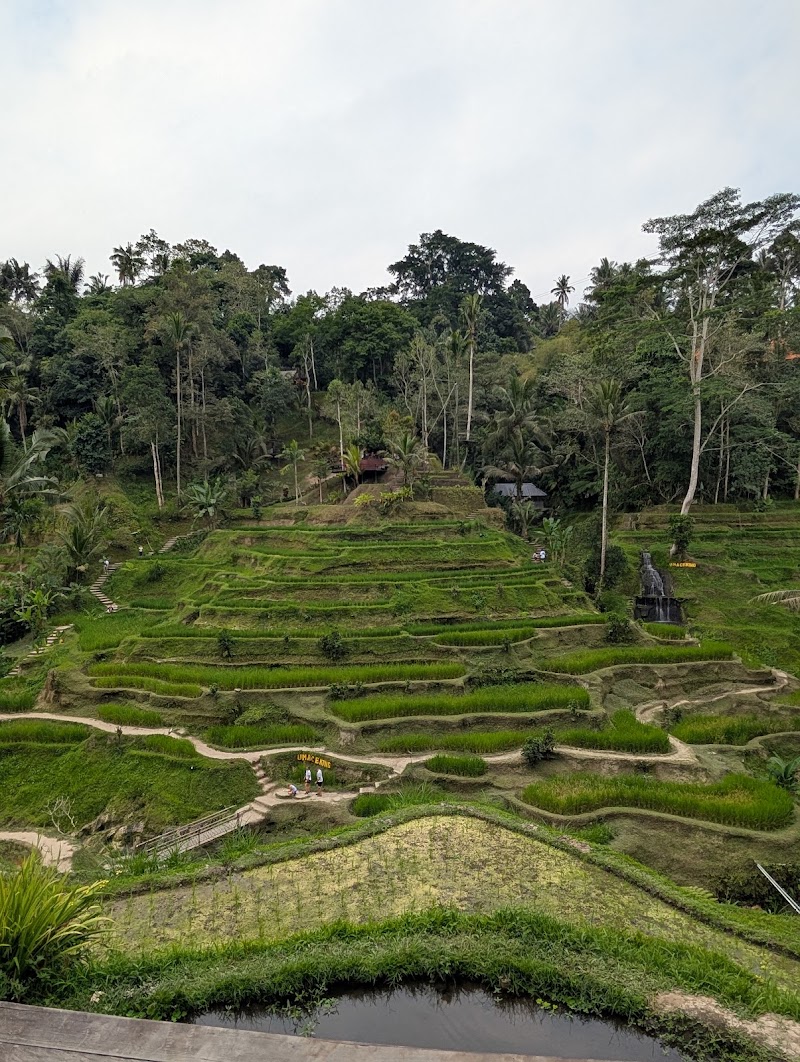 Best Ubud Driver | Bali Private Driver - Best Ubud Driver | Bali Private Driver, Jl. Raya Ubud, Ubud, Kecamatan Ubud, Kabupaten Gianyar, Bali 80552, Indonesia