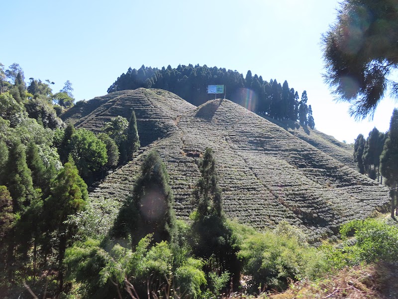 Thurbo Tea Estate Factory - Thurbo Tea Estate Factory V5XC+967, SH12, Bukim Tea Garden, West Bengal 734214, India