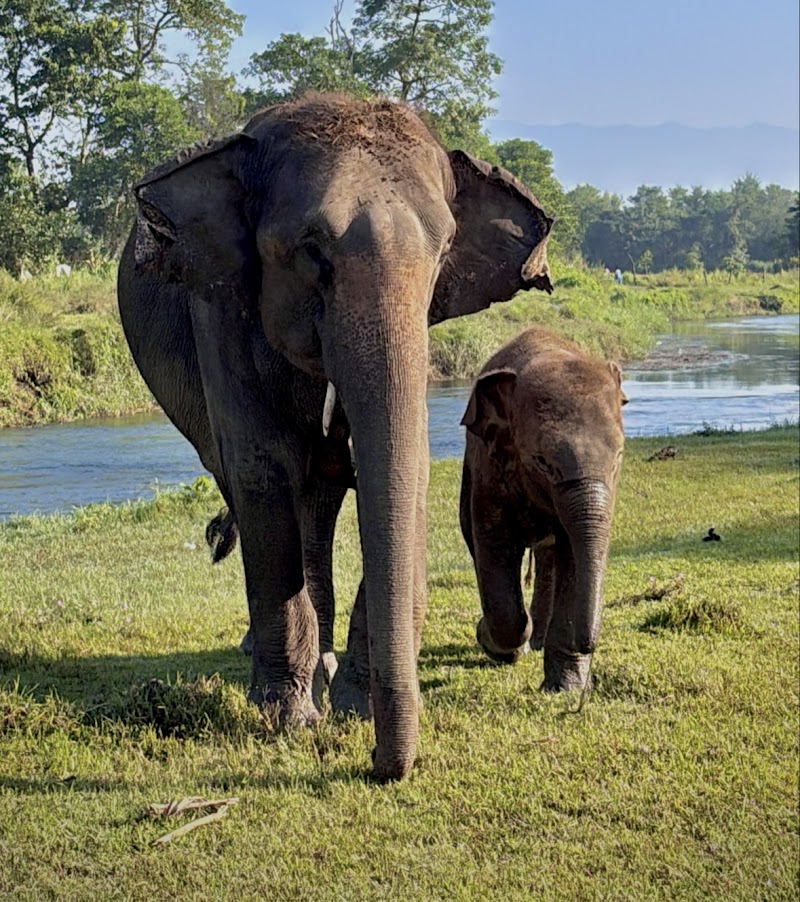Elephant Care Nepal