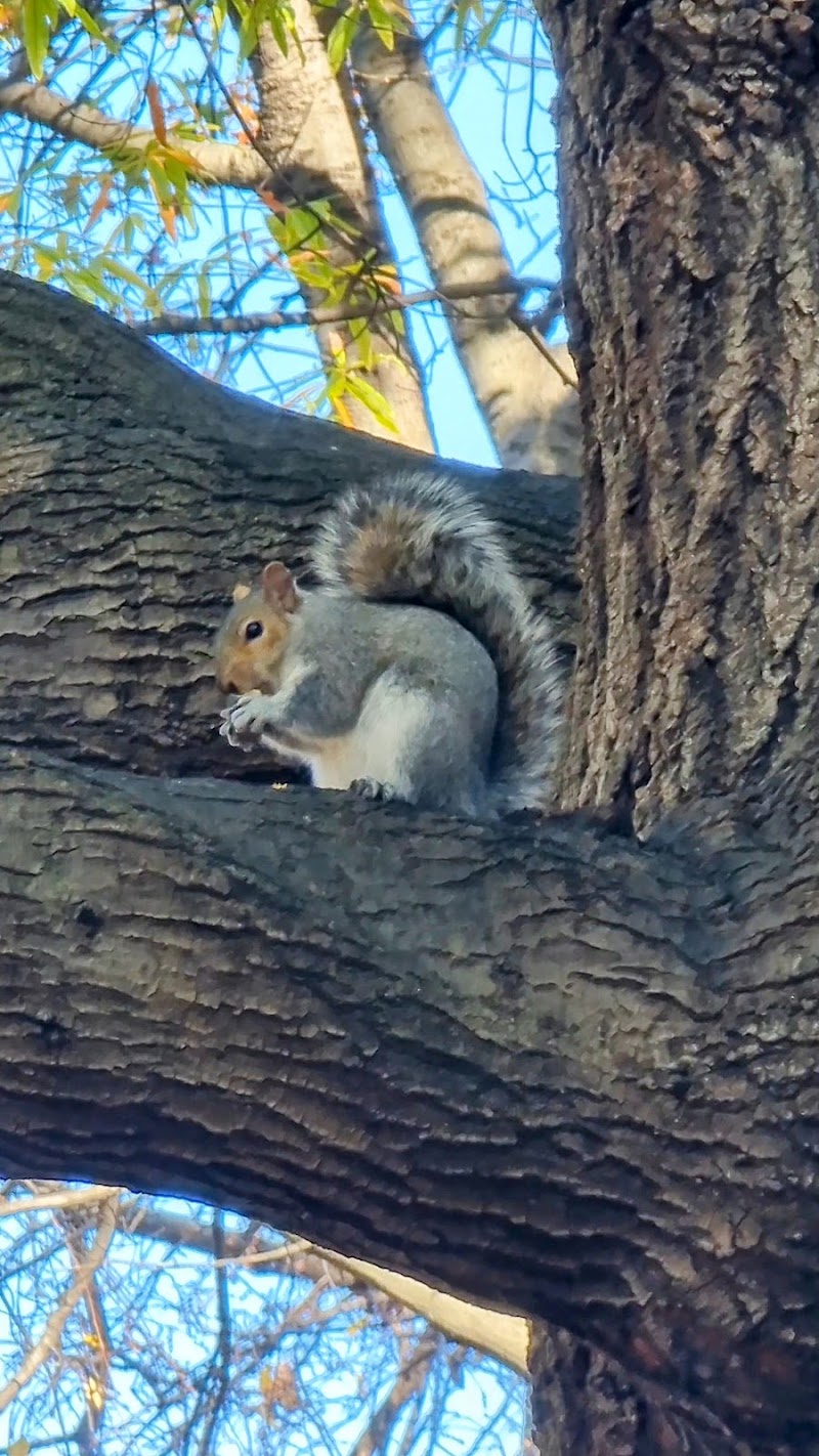 Tompkins Square East Playground - Tompkins Square East Playground Tompkins Square Park, New York, NY 10009, USA