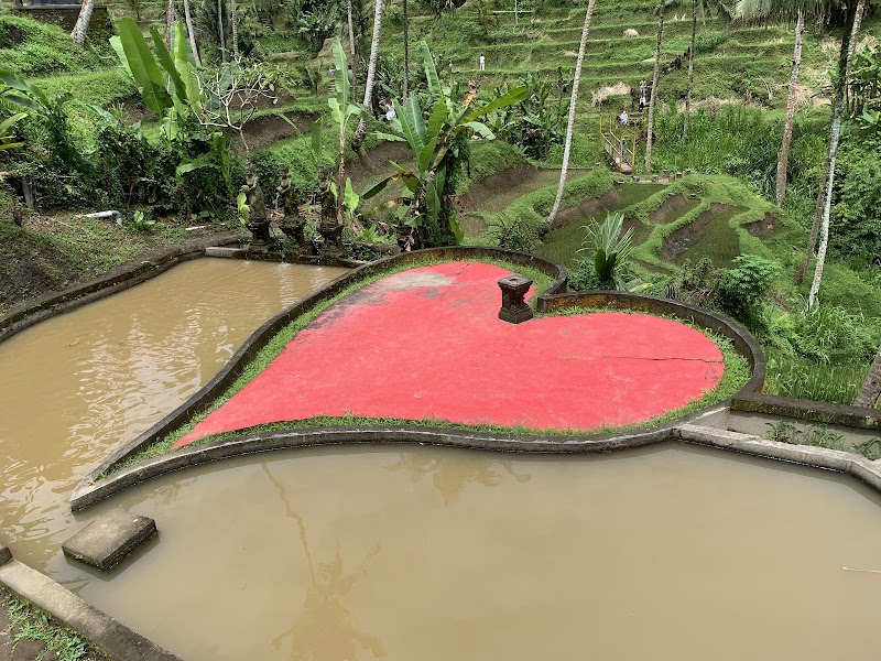 Rice Terrace - Rice Terrace H79H+585, Jl. Raya Tegallalang, Tegallalang, Kec. Tegallalang, Kabupaten Gianyar, Bali 80561, Indonesia