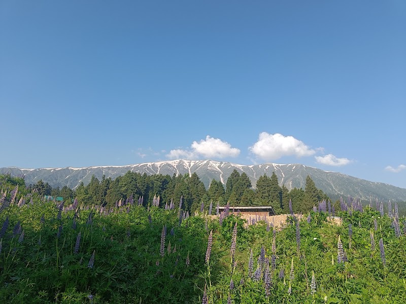 Hotel Nedou's - Hotel Nedou's Ski Institute Rd, opp. Gulmarg Golf Club, Gulmarg, Forest Block, 193403