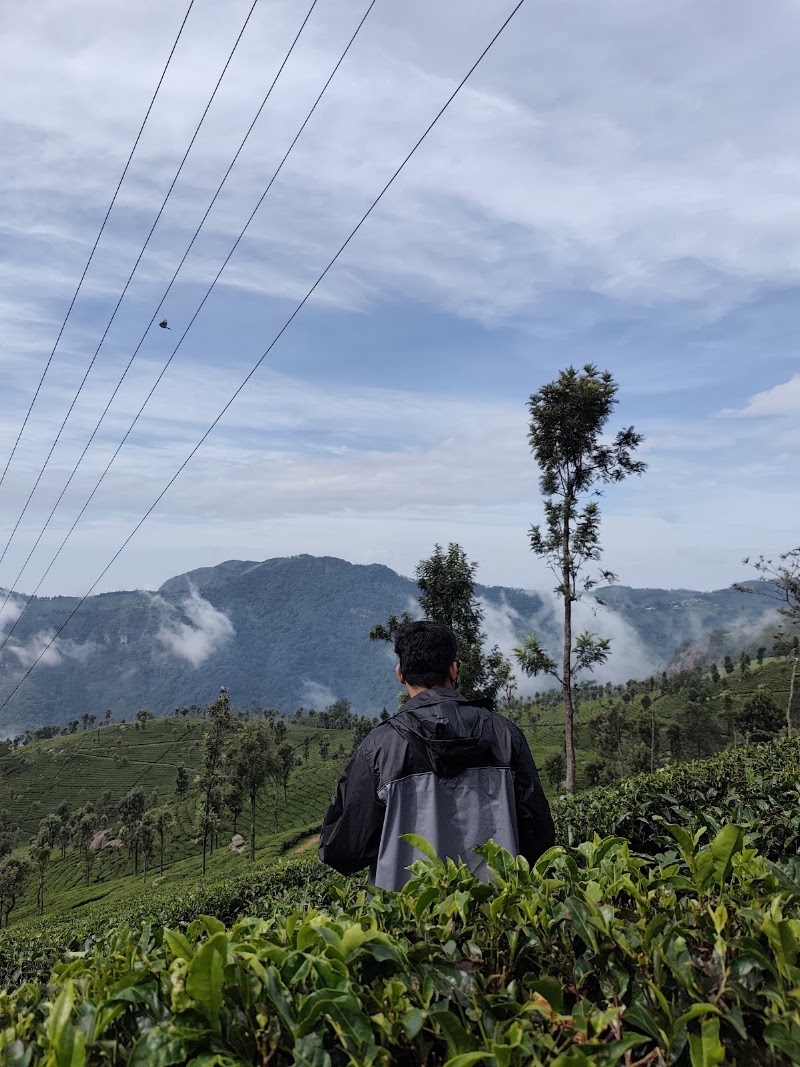 Tea plantation - Tea plantation 8RX9+WQ, Coonoor, Tamil Nadu 643101, India