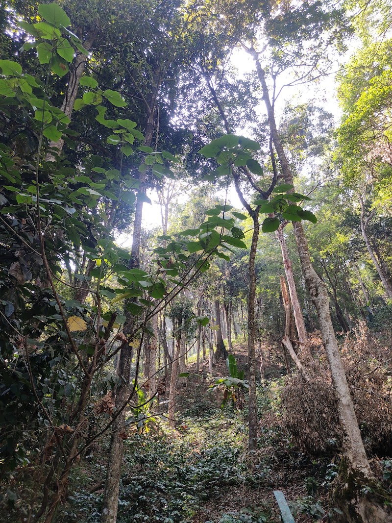 Coorg Travel Stay and Coorg Travel Guide - Coorg Travel Stay and Coorg Travel Guide CQHC+FGH, Ibnivalvadi Rural, Karnataka 571237, India
