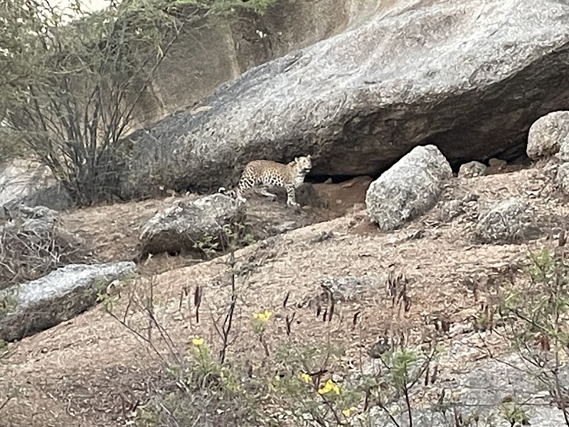 Jawai Jungle Leopard Safari - Jawai Jungle Leopard Safari Jawai safaris House Village-Jeewda ,Post -Sena, Jawai Bandh, Sumerpur, Rajasthan 306707, India